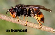 beurgaud