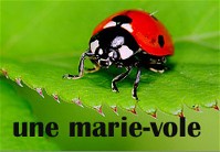 marie-vole