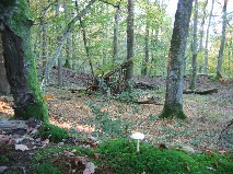 La Thureau de Chatelus