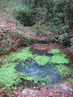 Font Saint-Mayeul